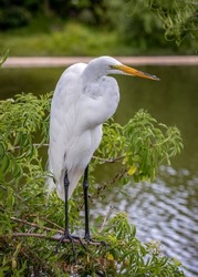 Great egrets can be distinguished from the Snowy egret by it's bright yellow beak. The white heron is larger with a thicker yellow beak.