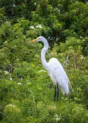 Great egrets can be distinguished from the Snowy egret by it's bright yellow beak. The white heron is larger with a thicker yellow beak.