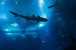 Beautiful underwater ocean with shark and fish. Oceanarium in Lisbon, Portugal. Underwater wildlife 
