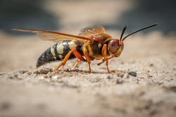 This frightening looking insect looks like a hornet, but it's actually a Cicada Killer Wasp. They don't typically bother humans unless provoked.