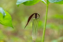 Jack-in-the-pulpit in a forest. Stage of spring. Raleigh, North Carolina.