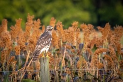 A Red-shouldered Hawk (Buteo lineatus) scouts for little critters in the mature sorghum in early Fall. Raleigh, North Carolina.