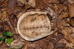 The carapace of an Eastern Box Turtle lays upside down in the forest. Raleigh, North Carolina.