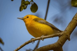 A male Prothonotary Warbler poses on a twig. Raleigh, North Carolina.