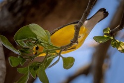 A male Prothonotary Warbler scans for tiny insects within a sprig of mistletoe. Raleigh, North Carolina.