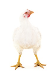 One white chicken isolated on a white background.