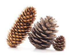 Three beautiful cones isolated on a white background.