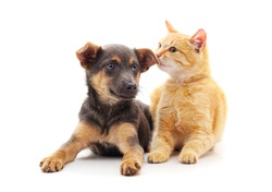 Red dog with a kitten isolated on a white background.