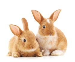 Two small rabbits isolated on a white background.
