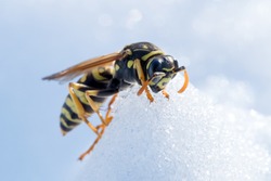 Wasp on snow. Macro photo of the fighter wasp on snow. Hornet in full action during the winter or spring season.  Insect comes alive after a cold winter. Snow fall during summer season, as cataclysm.
