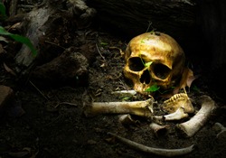 Skull and bones buried in the pit with old timbers,concept of scary crime scene of horror or thriller movies,Halloween theme, visual art ,still life style
