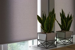 Motorized roller shades. Automatic blinds on the window. A houseplant in a modern pot stands on the bedside wooden table next to roller shades. Roller blinds are made from texture material.