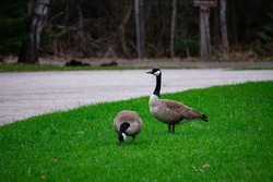 Two Canadian Geese standing in lushes green grass. Taken at Tahquamenon Falls parking lot. These birds are very common in Michigan and have even become a pest to many. They are large waterbirds.