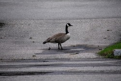 A Canadian Geese standing in the Tahquamenon Falls parking lot. These birds are very common in Michigan and have even become a pest to many. They are large waterbirds with long black necks.
