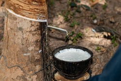 close up image of white rubber milk dripping from rubber tree in to a black bowl.