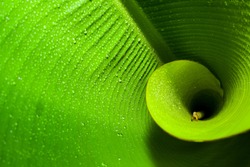 Fibonacci spiral in nature golden measurement in an enrolling young banana leaf