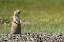 Close up of Black-tailed Prairie Dog squealing from Grasslands National Park in Saskatchewan, Canada