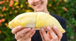 Close up A woman handle durian show the yellow durian meat to eat. The durian is a king of fruit of Thailand.