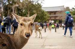 Nara, Nara Prefecture, Japan: Cute Deer in Nara Park