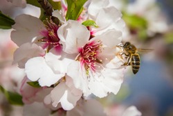 A bee flying around the almond blossom