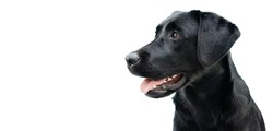 Profile black labrador puppy dog, Isolated on white background.