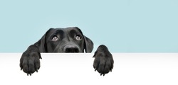 Close-up  hide black labrador dog looking up giving you whale eye hanging over a blank sign with room for text. Isolated on colored blue background. 