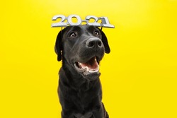 Happy  labrador dog celebrating new year 2021 with text glasses. Isolated on yellow background.	