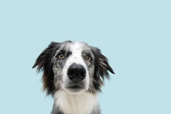 Portrait serious and angry border collie dog. Isolated on blue pastel background.
