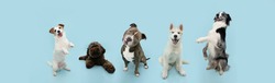 Banner group five dogs summer and spring. Obedience training concept. Jack russell, bully, poodle, husky and border collie trick. Sitting on hind legs begging behaviour. Isolated on blue background.
