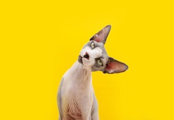 Funny sphynx cat tilting head side. Curiosity concept. Isolated on yellow background.