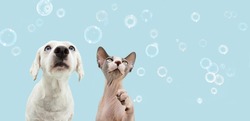 Banner two attentive pets dog and cat looking up. Isolated on blue backgoround with soap bubbles