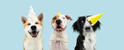 Banner Birthday party dog. Three smiling akita, border collie and american staffordshire wearing a yellow hat. Isolated on blue colored background.