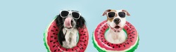 Banner summer pets. Funny two dogs going on vacations licking its lips inside of a watermelon inflatable ring. Isolated on blue background