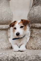 Portrait jack russell dog between two colums. pet friendly concept