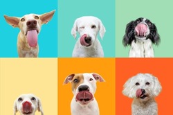 Banner six hungry dogs licking its lips with tongue. Summer collection. Isolated on blue, green orange and yellow colored background.
