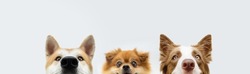 Banner three  hide dogs.  pomeranian, akita and border collie head. Isolated on gray background