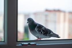pigeon bird standing on windowsill