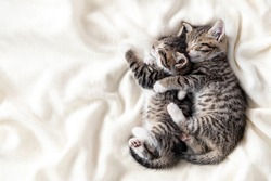 Two small striped domestic kittens sleeping hugging each other at home lying on bed white blanket funny pose. cute adorable pets cats. Copyspace.