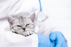 Veterinarian doctor with small gray Scottish kitten in his arms in medical animal clinic. Copyspace for text.