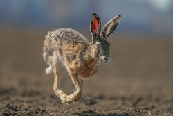 hare is running in the beautiful light ,european wildlife, wild animal in the nature habitat, , lepus europaeus 