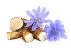 Dry roots of chicory and cichorium flowers isolated on white background. Common chicory or Cichorium intybus flowers. Isolated on white.