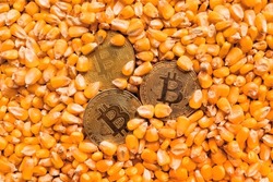 Golden Bitcoin coins in harvested corn grain, financial and commodity markets concept