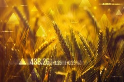 Wheat commodity price increase, conceptual image with cereal crops