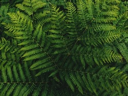 Western brackenfern, common bracken fern plant as abstract nature background (lat. Pteridium aquilinum)