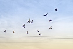 Flock of Pigeons flying over Power wires.