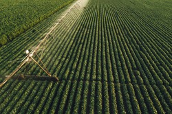 Aerial view of irrigation equipment watering green soybean crops field in summer afternoon, drone point of view for unusual angle for agricultural activity