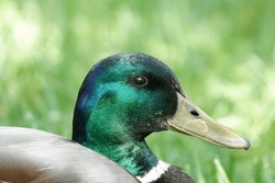 Detail of solo male duck sitting on green grass. Green head of mallard duck in natural habitat. High quality photo