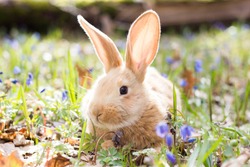 a glade of blue spring flowers with a little fluffy red rabbit, an Easter bunny, a hare on a meadow