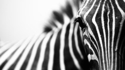Monochrome, shallow depth of field image of a zebra with head and eye in focus and stripes in soft-focus