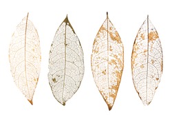 dry leaves with vein on a white background